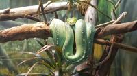 Emerald Tree Boa�